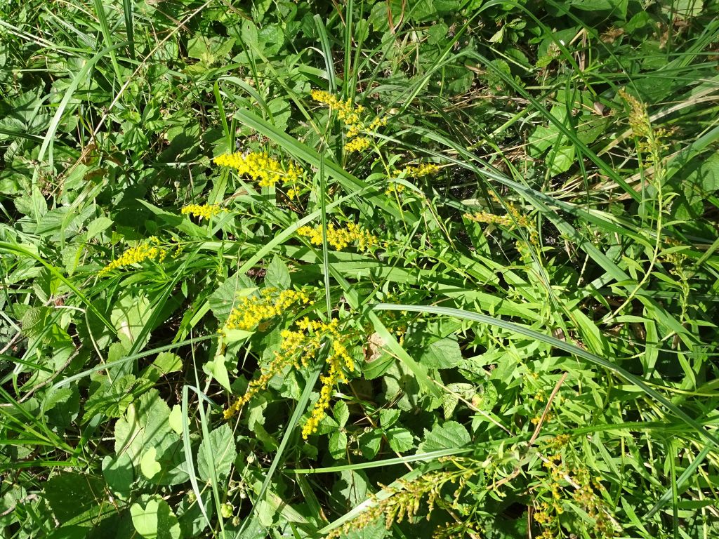 Solidago canadensis L.