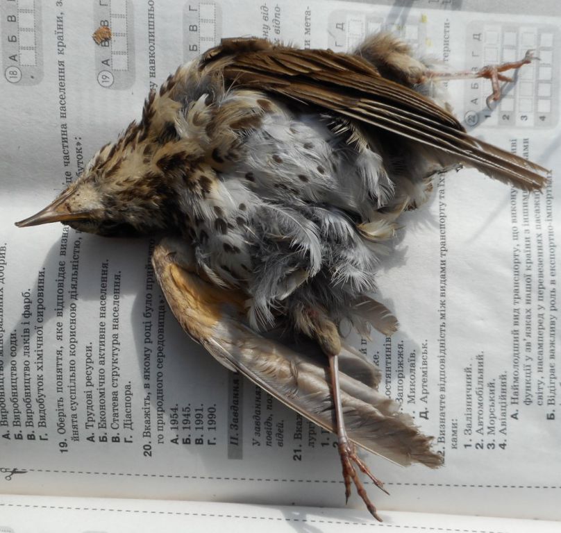 Turdus philomelos C.L.Brehm, 1831