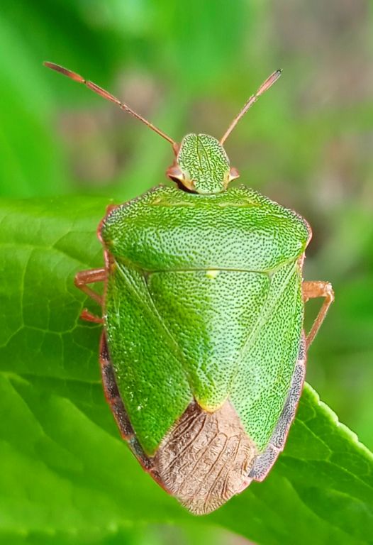 Palomena prasina (Linnaeus, 1761)
