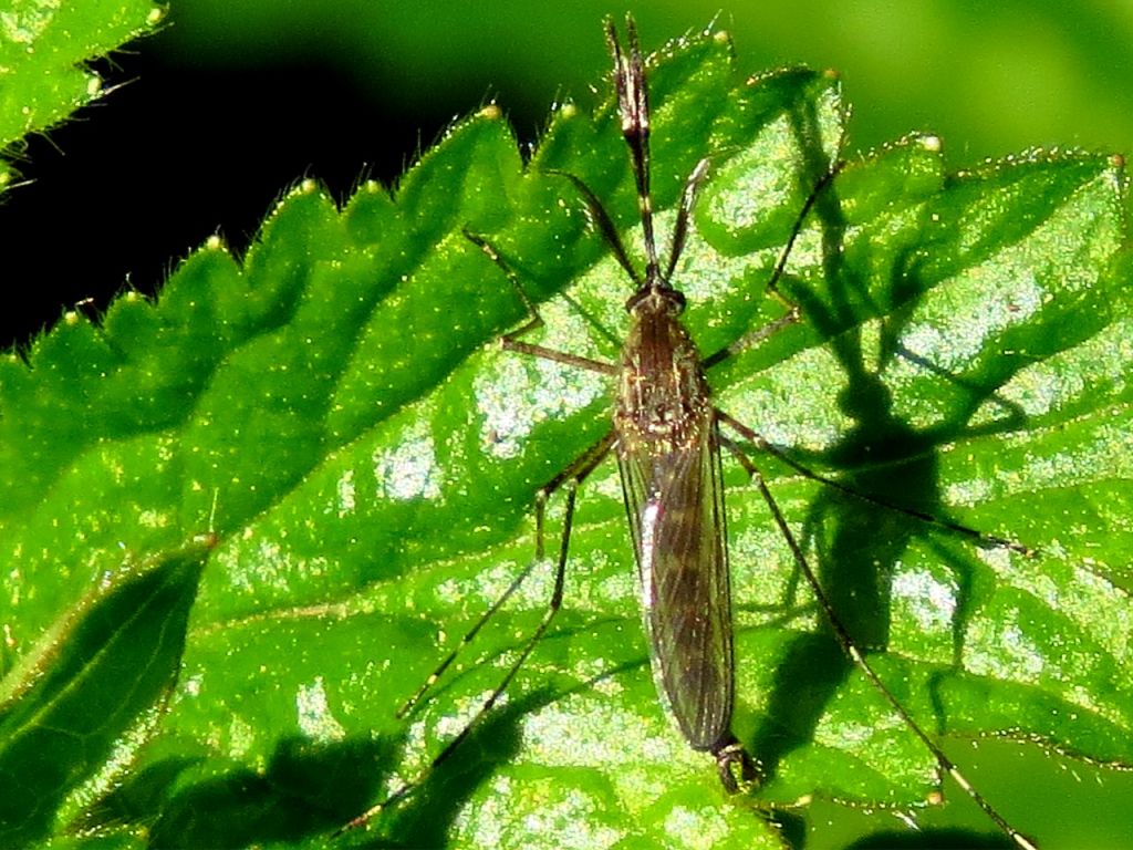 Culicidae Meigen, 1818