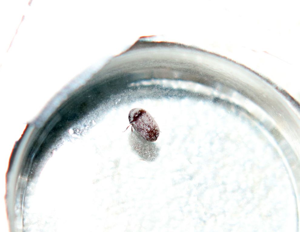 Lasioderma serricorne (Fabricius, 1792)