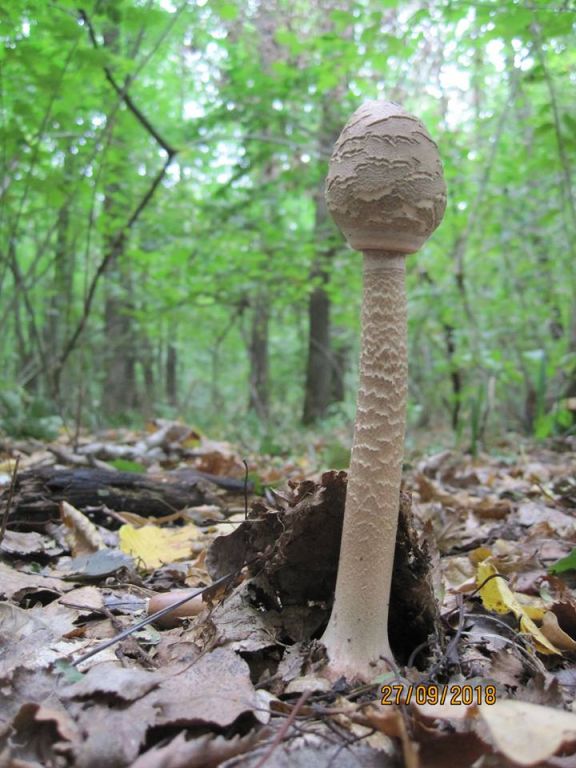 Macrolepiota procera (Scop.) Singer