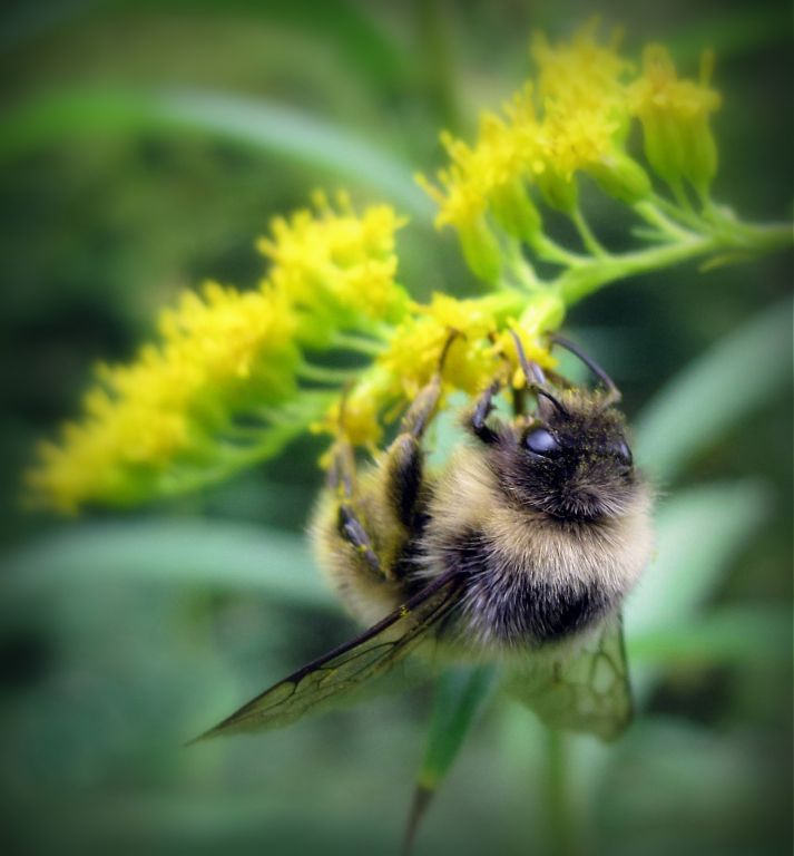 Bombus lucorum (Linnaeus, 1761)