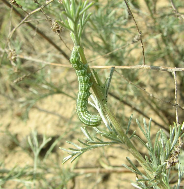 Cucullia naruenensis Staudinger, 1879