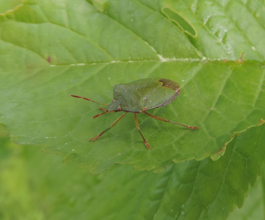Palomena prasina (Linnaeus, 1761)