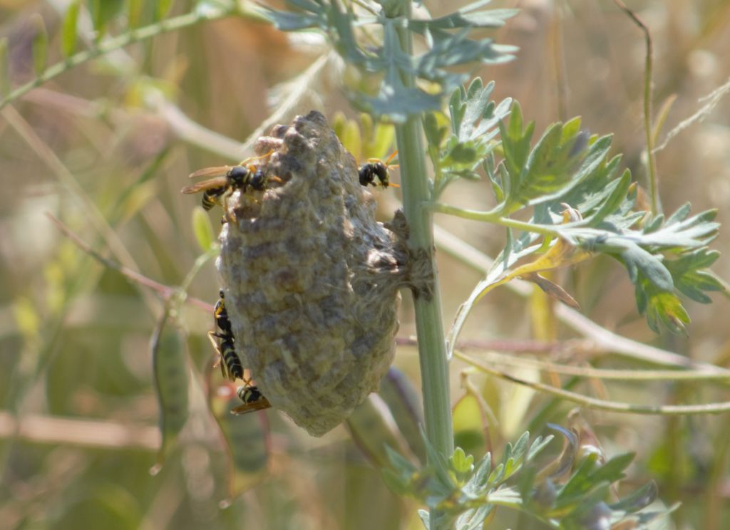 Polistes nimpha (Christ, 1791)
