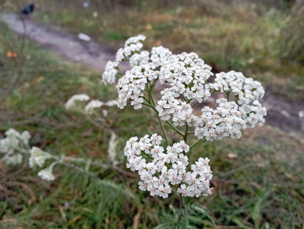 Achillea millefolium L.