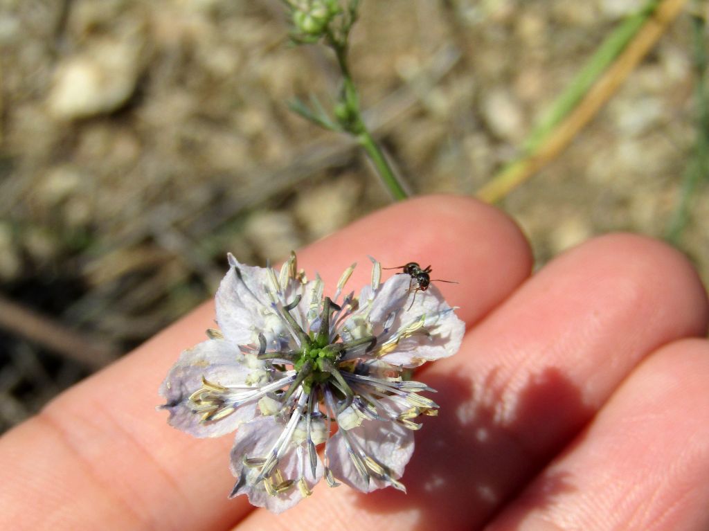 Nigella arvensis L.