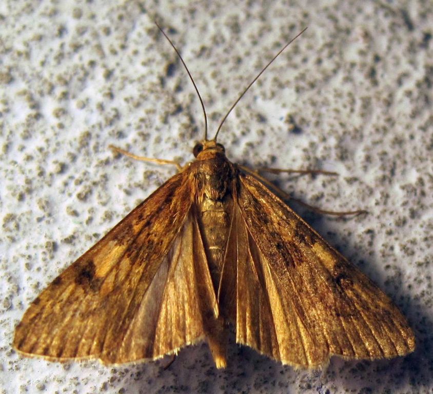 Nomophila noctuella (Denis & Schiffermüller, 1775)