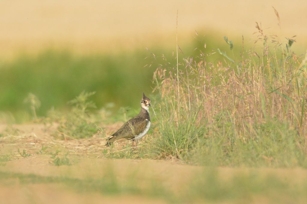 Vanellus vanellus (Linnaeus, 1758)