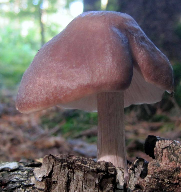 Pluteus cervinus (Schaeff.) P.Kumm.