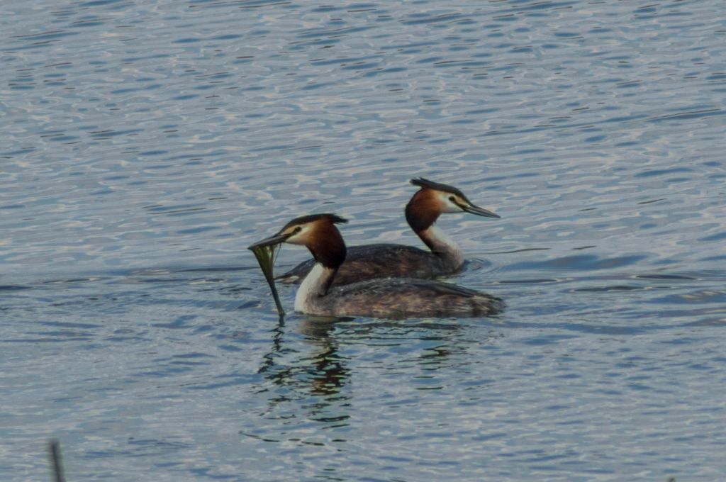 Podiceps cristatus (Linnaeus, 1758)