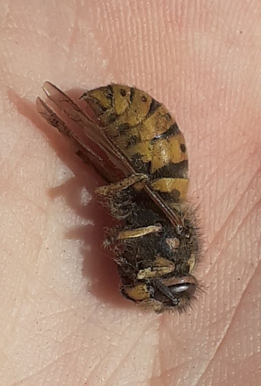 Vespula germanica (Fabricius, 1793)
