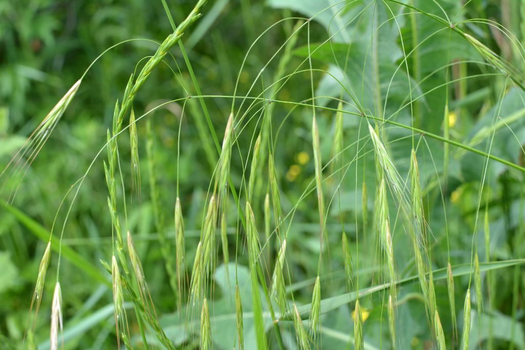 Bromus sterilis L.