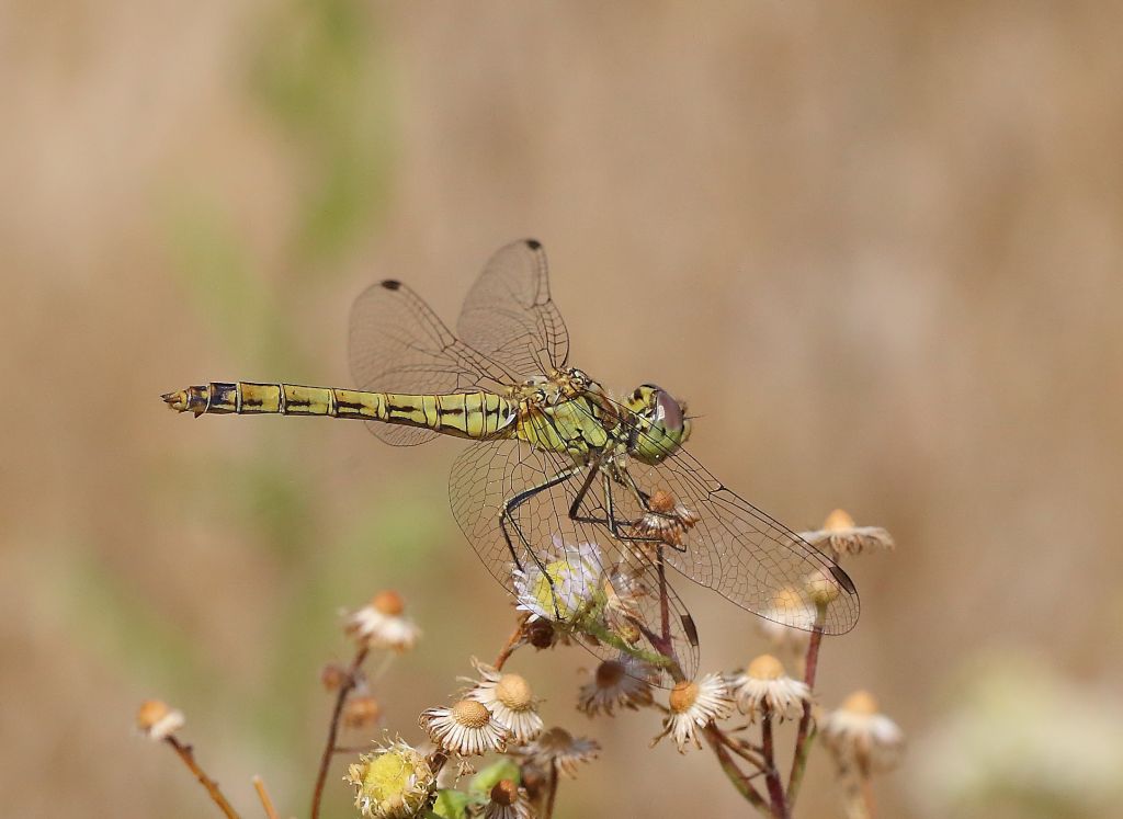 Sympetrum vulgatum (Linnaeus, 1758)
