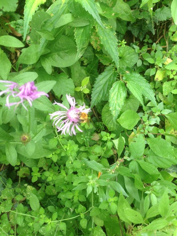 Centaurea jacea L.