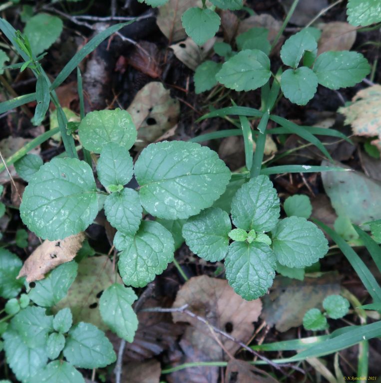Lamium galeobdolon (L.) L.