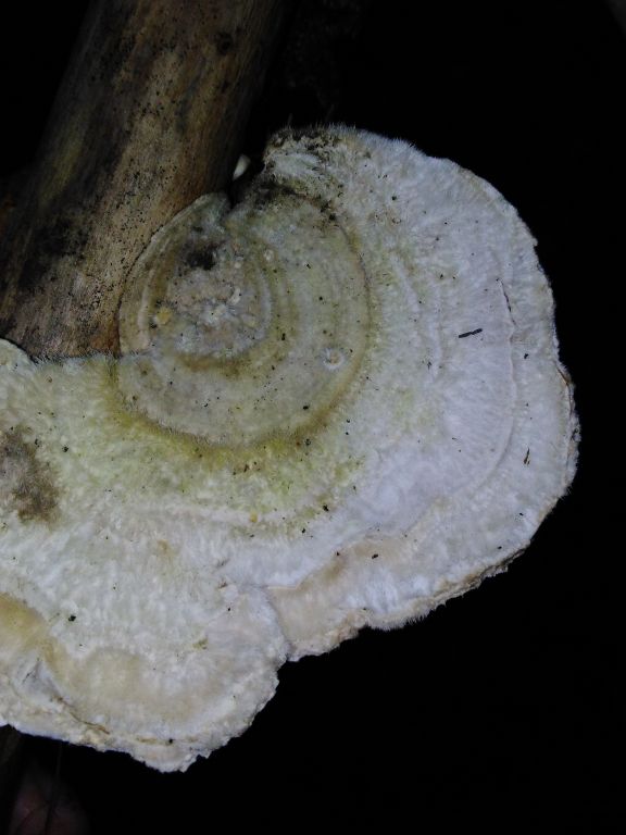Trametes hirsuta (Wulfen) Lloyd