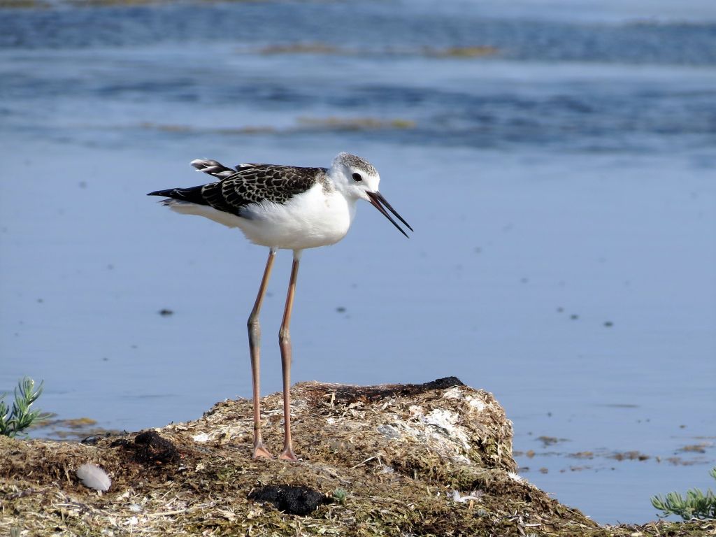 Himantopus himantopus (Linnaeus, 1758)