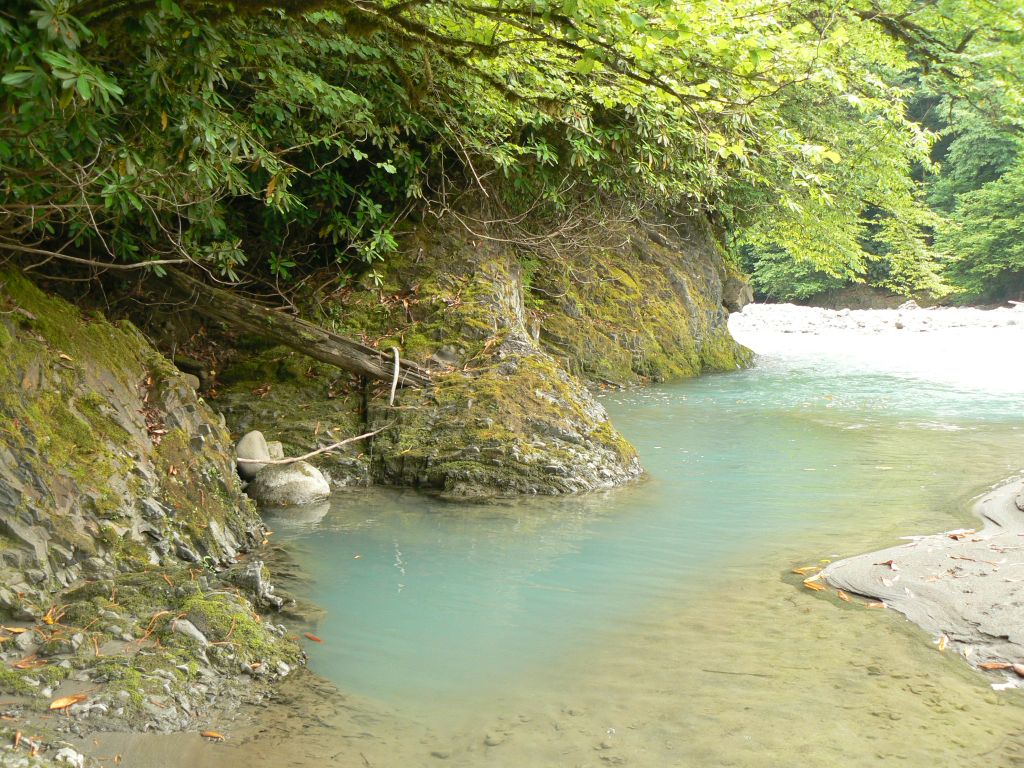 Anura