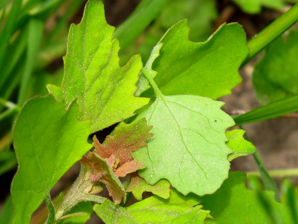 Chenopodium