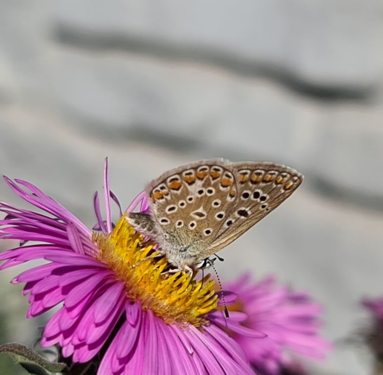 Polyommatus icarus (Rottemburg, 1775)