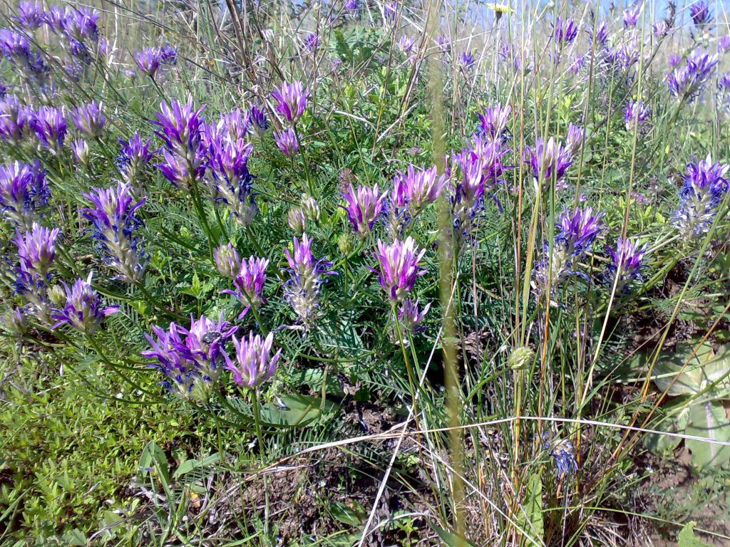 Astragalus onobrychis L.