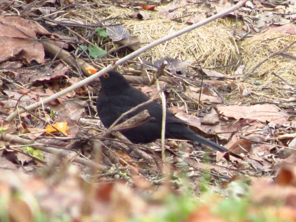 Turdus merula Linnaeus, 1758