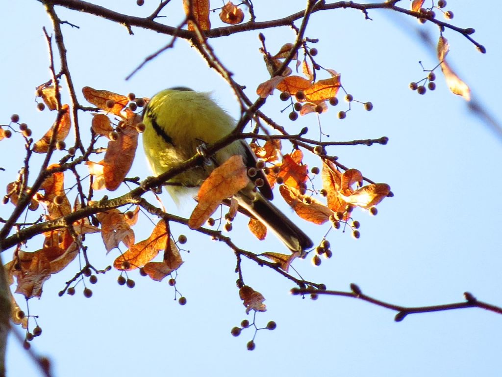 Parus major Linnaeus, 1758