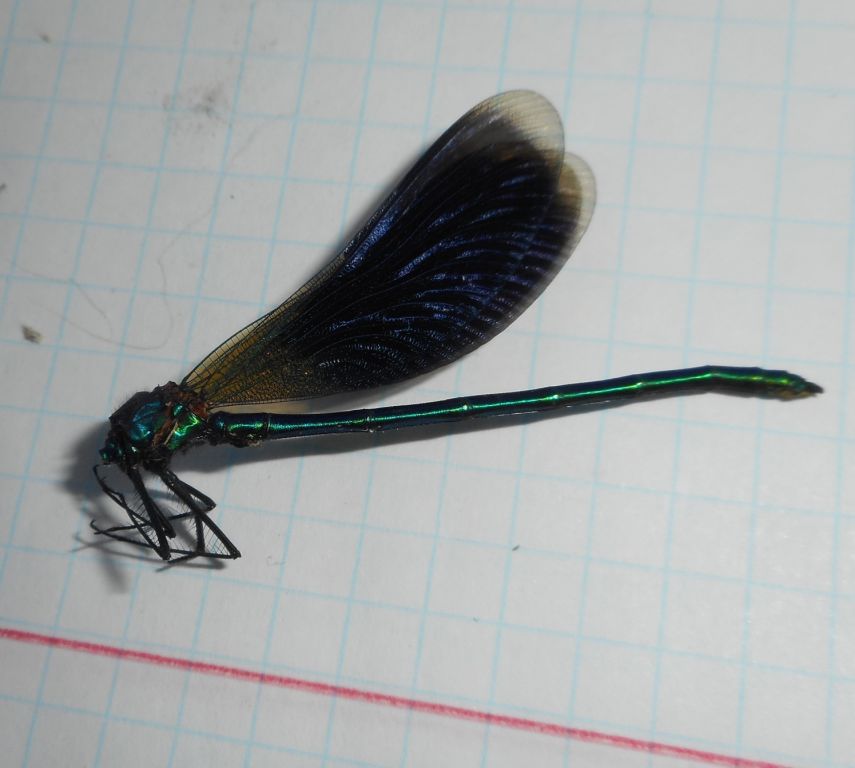 Calopteryx splendens (Harris, 1782)