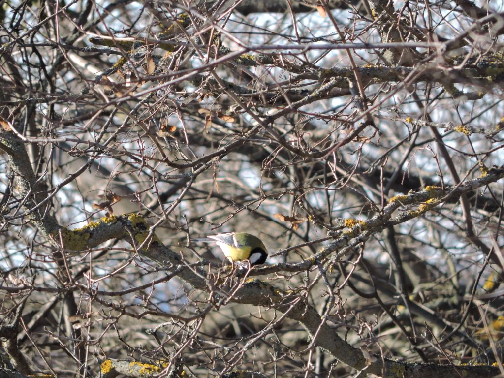 Parus major Linnaeus, 1758