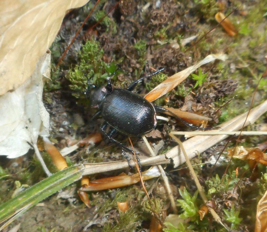 Calosoma inquisitor (Linnaeus, 1758)