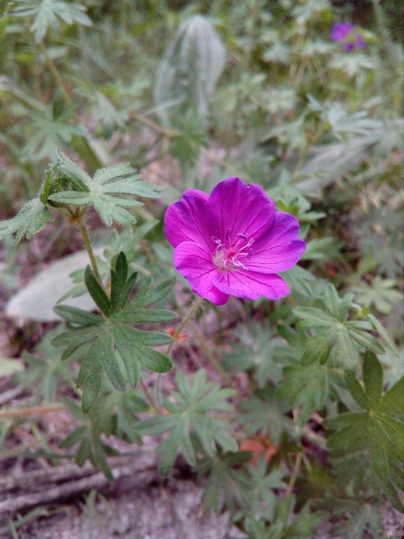 Geranium sanguineum L.