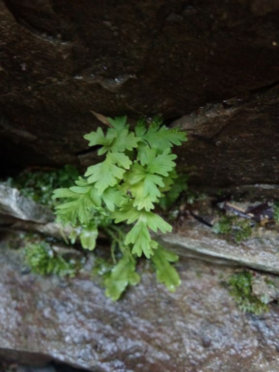Asplenium trichomanes L.