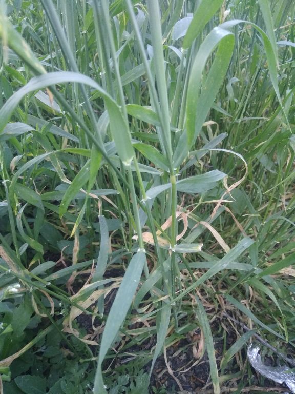 Hordeum murinum L.