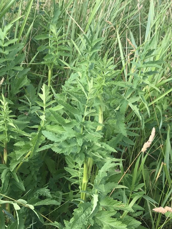 Pastinaca sativa L.