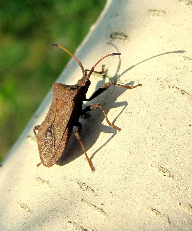Coreus marginatus (Linnaeus, 1758)