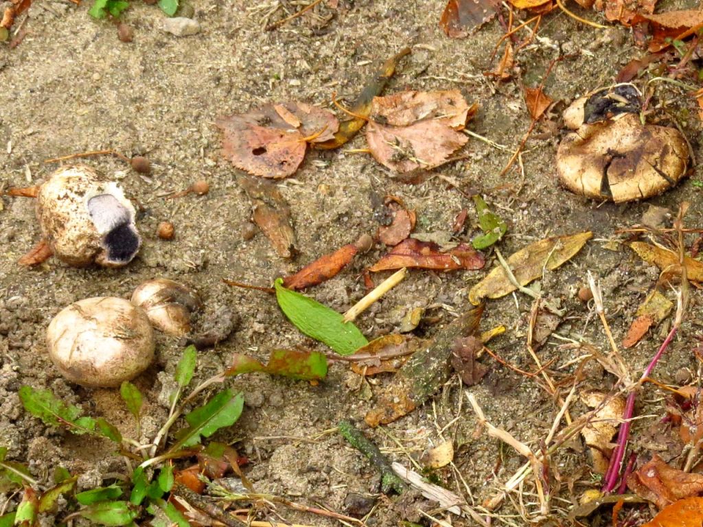 Agaricomycetes
