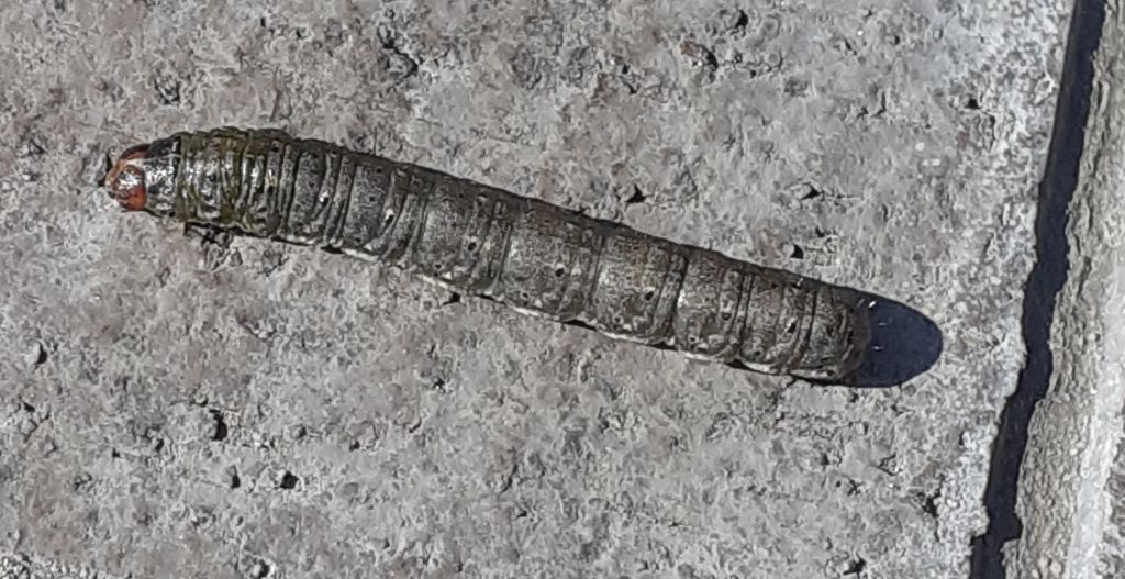 Symphyta