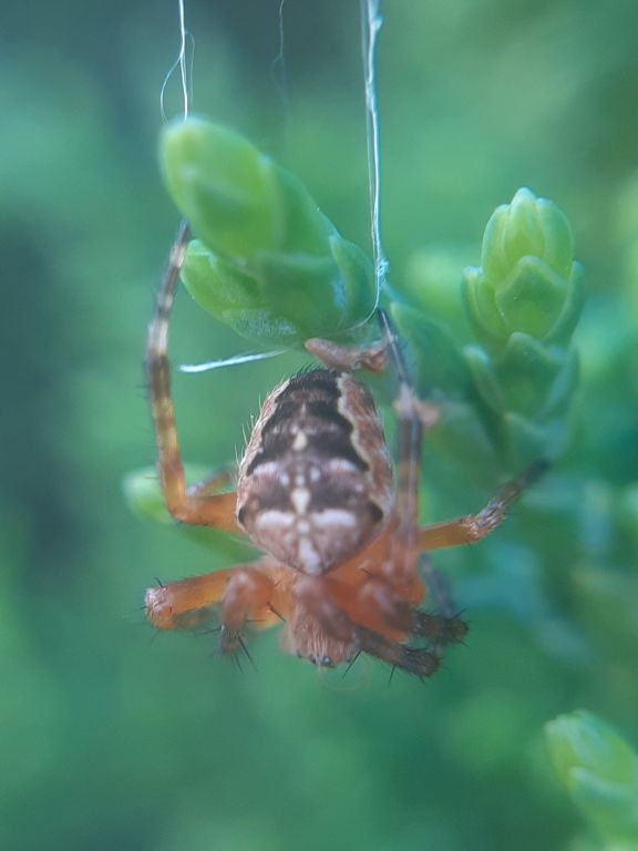 Araneus diadematus Clerck, 1757