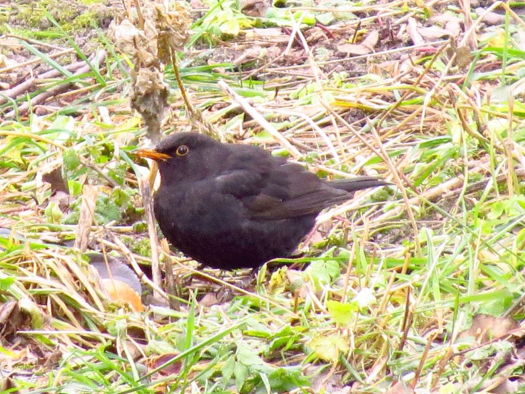 Turdus merula Linnaeus, 1758