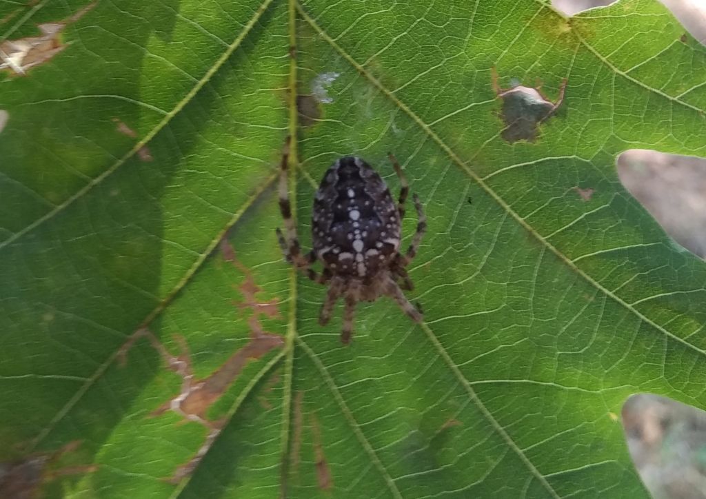 Araneus diadematus Clerck, 1757