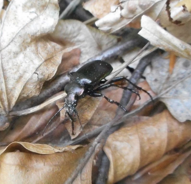 Calosoma inquisitor (Linnaeus, 1758)