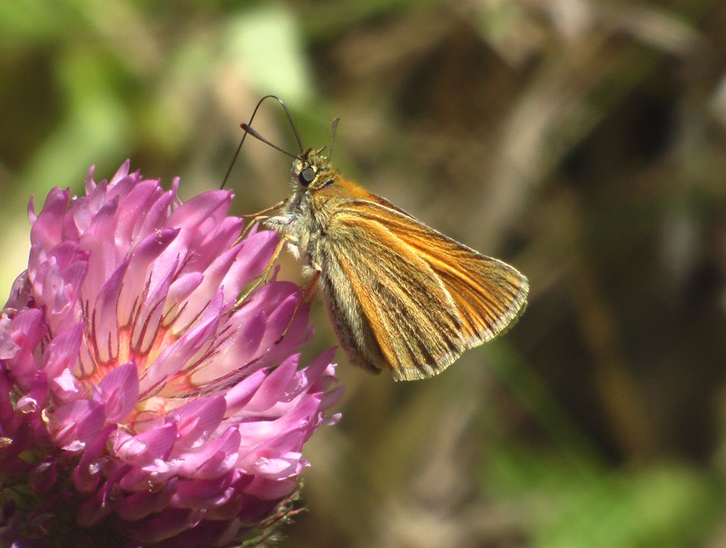 Thymelicus sylvestris (Poda von Neuhaus, 1761)