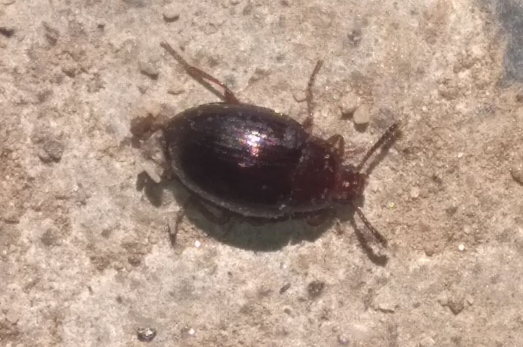Scaphidema metallicum (Fabricius, 1792)