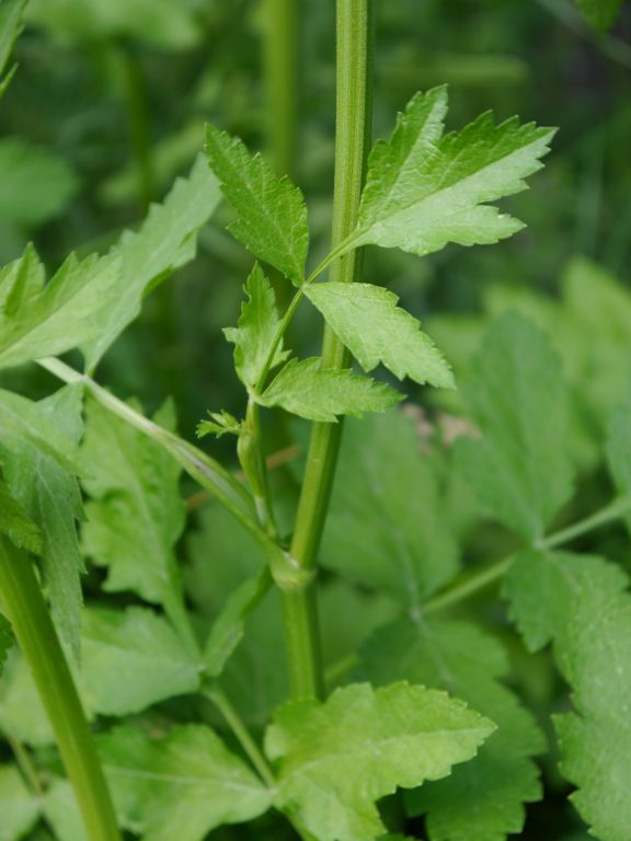 Pastinaca sativa L.