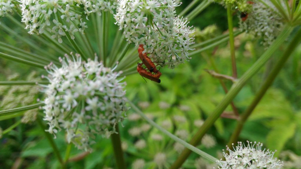 Rhagonycha (Rhagonycha) fulva (Scopoli, 1763)