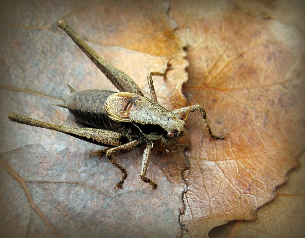 Pholidoptera griseoaptera (De Geer, 1773)