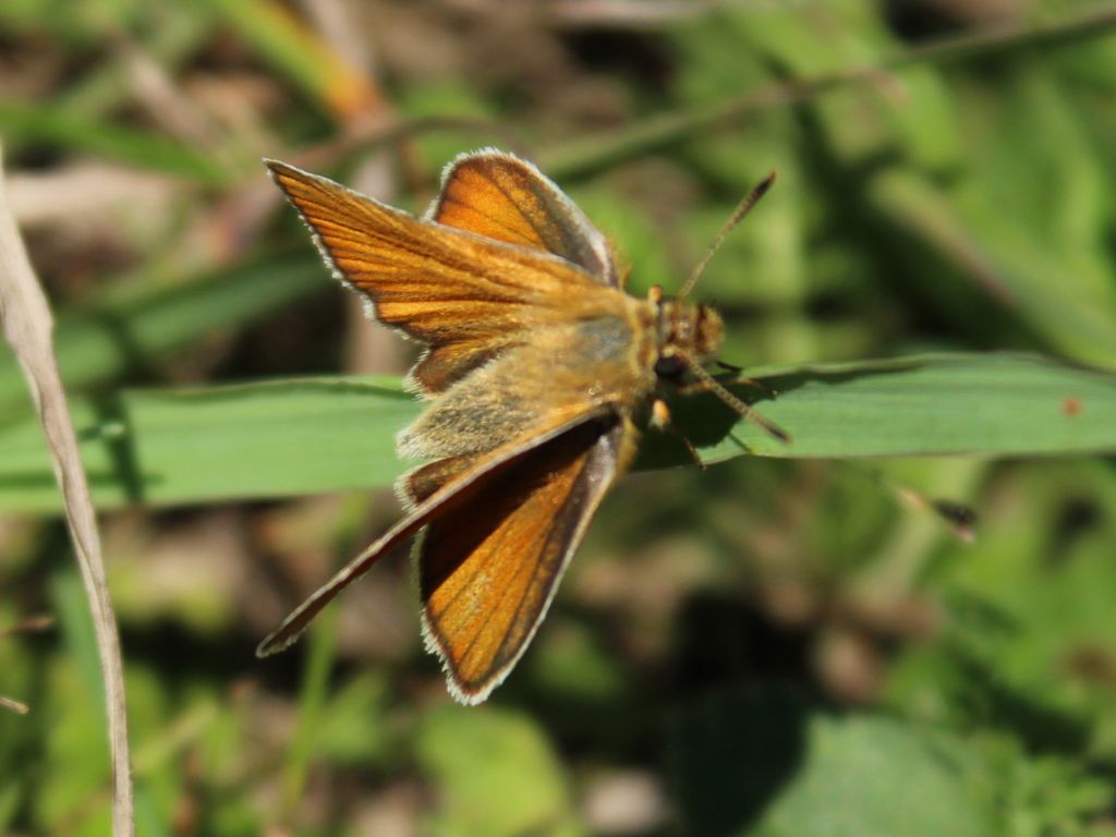 Thymelicus sylvestris (Poda von Neuhaus, 1761)