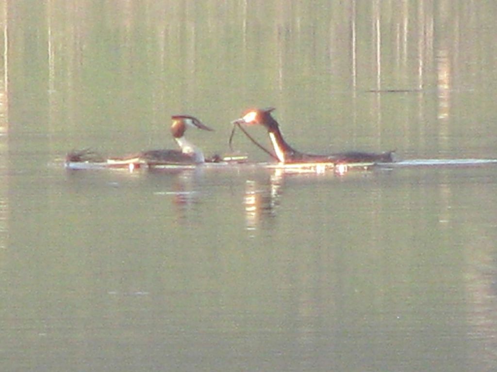 Podiceps cristatus (Linnaeus, 1758)